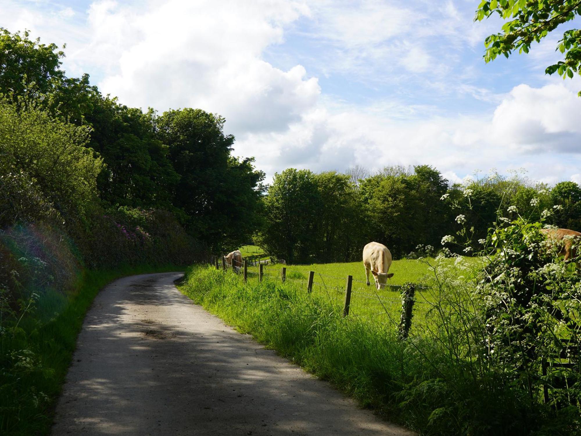 Roe Deer Lodge Newton Stewart Kültér fotó